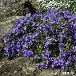 Campanula garganica