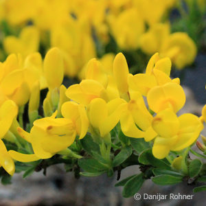 Cytisus decumbens