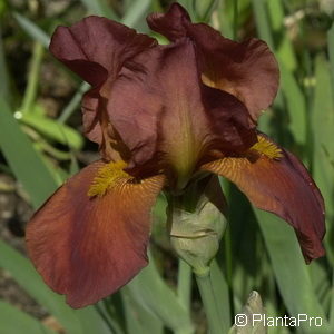 Iris (Germanica-Gruppe)rotbraun