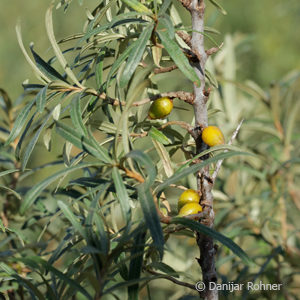 Hippophae rhamnoides'Leikora'