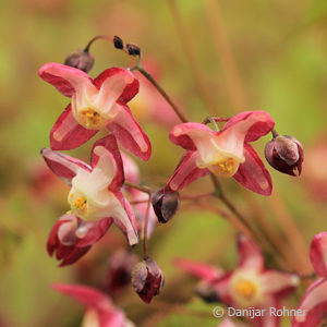 Epimedium rubrum (x)