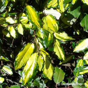 Elaeagnus pungens'Maculata'