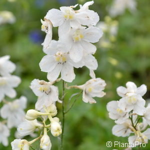 Delphinium (Belladonna-Gruppe)'Casa Blanca'