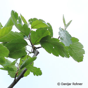 Sorbus intermedia