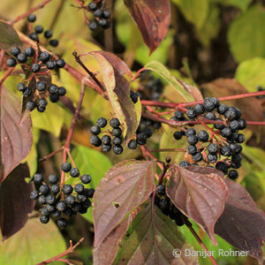 Cornus sanguinea