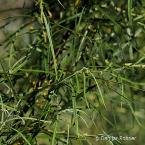 Salix elaeagnos'Angustifolia'