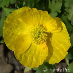 Papaver nudicaule'Gartenzwerg'