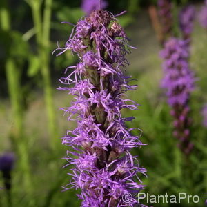 Liatris spicata