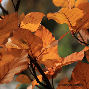 Fagus sylvatica'Dawyck Purple'