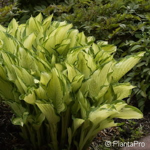 Hosta fortunei (x)'Albopicta'