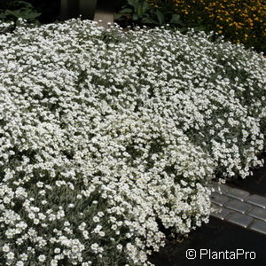 Cerastium tomentosum