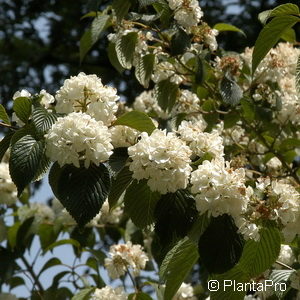 Viburnum plicatum