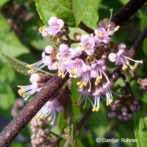 Callicarpa bodinieri'Profusion'