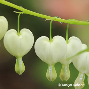 Dicentra spectabilis'Alba'