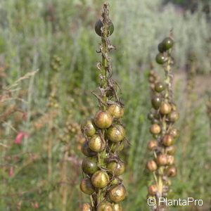 Asphodeline lutea