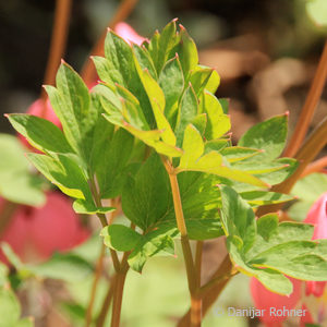 Dicentra spectabilis