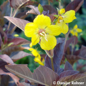 Lysimachia ciliata'Firecracker'