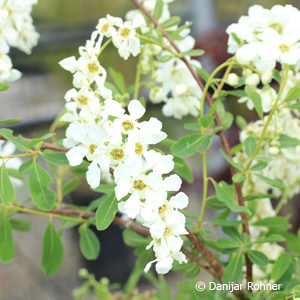 Exochorda macrantha (x)'The Bride'