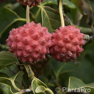 Cornus kousa