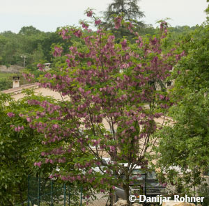 Robinia hispida