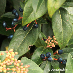 Viburnum tinus