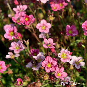 Saxifraga (Arendsii-Gruppe)rosa