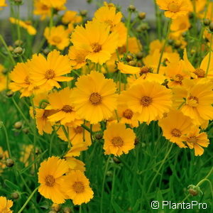 Coreopsis grandiflora'Schnittgold'