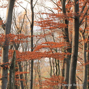 Fagus sylvatica