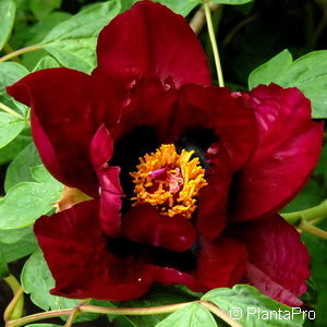 Paeonia (Lactiflora-Gruppe)rot