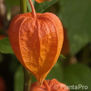 Physalis alkekengivar. franchetii