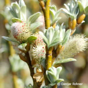 Salix helvetica