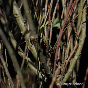 Salix purpurea'Nana'