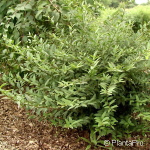 Ligustrum vulgare'Lodense'