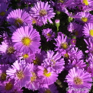 Aster (Dumosus-Gruppe)rosa