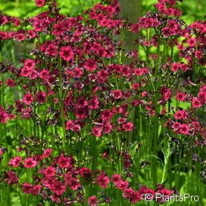 Primula japonica'Miller's Crimson'