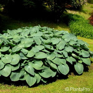 Hosta ventricosa