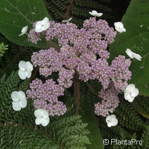 Hydrangea asperassp. sargentiana