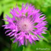 Centaurea dealbata'Steenbergii'