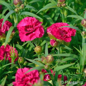 Dianthus (Plumarius-Gruppe)rot