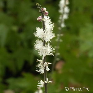 Cimicifuga / Actaea acerina'Compacta'