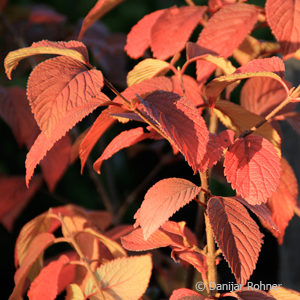 Viburnum plicatum'Mariesii'