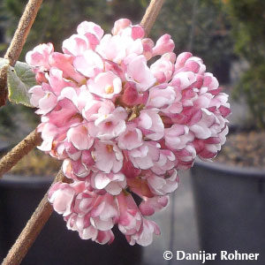 Viburnum carlesii'Aurora'