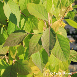 Callicarpa bodinieri'Profusion'