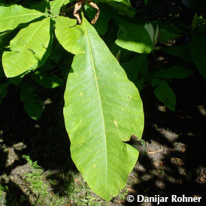 Magnolia tripetala