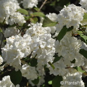 Viburnum plicatum'Grandiflorum'