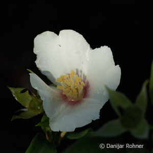 Philadelphus (Purpureo-maculatus Gruppe)'Belle Etoile'