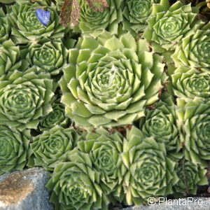 Sempervivumgrün