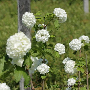 Viburnum opulus'Roseum'