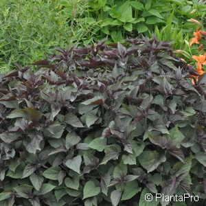 Eupatorium rugosum'Chocolate'