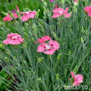 Dianthus (Plumarius-Gruppe)rosa